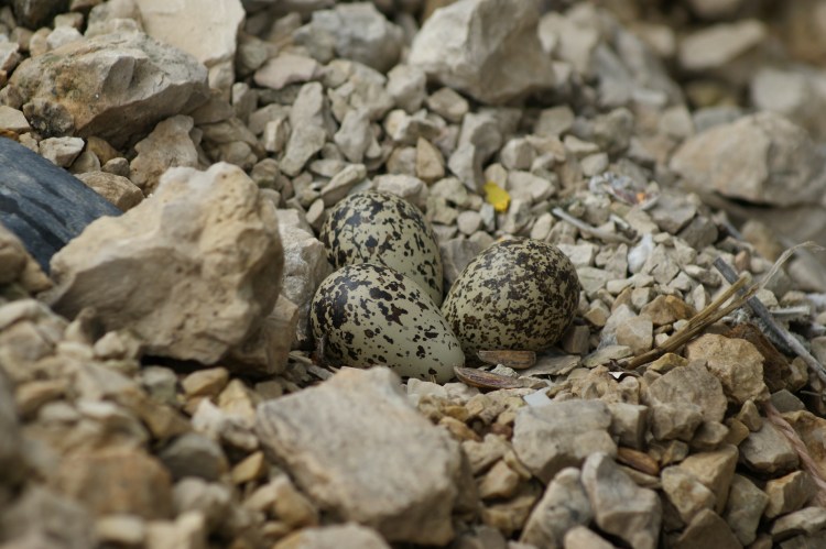 {Photo by Kenneth Rempel}